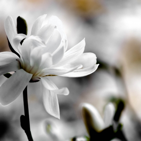 Η πόλη μυρίζει γιασεμί