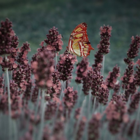 Χωρίς προϋπηρεσία κάμπιας πεταλούδα δε γίνεσαι