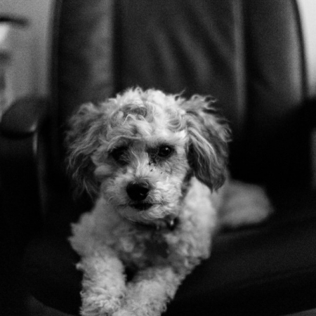 Να δουλεύουμε με τα κατοικίδιά μας