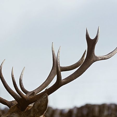 Το κέρατο του κέρατου