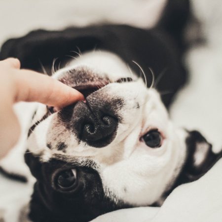 Αφεντικό μας ένας τετράποδος μπελάς!