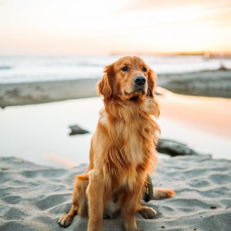 «Το σκυλάκι σας και σ’ άλλη παραλία»∙ χμ, όχι!