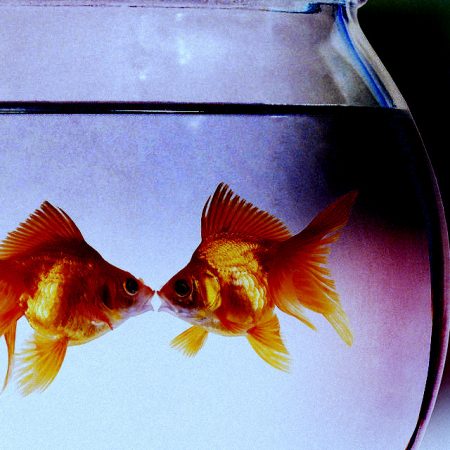 Μετά την καραντίνα θα βρει γκομενάκι μέχρι και το χρυσόψαρό σου