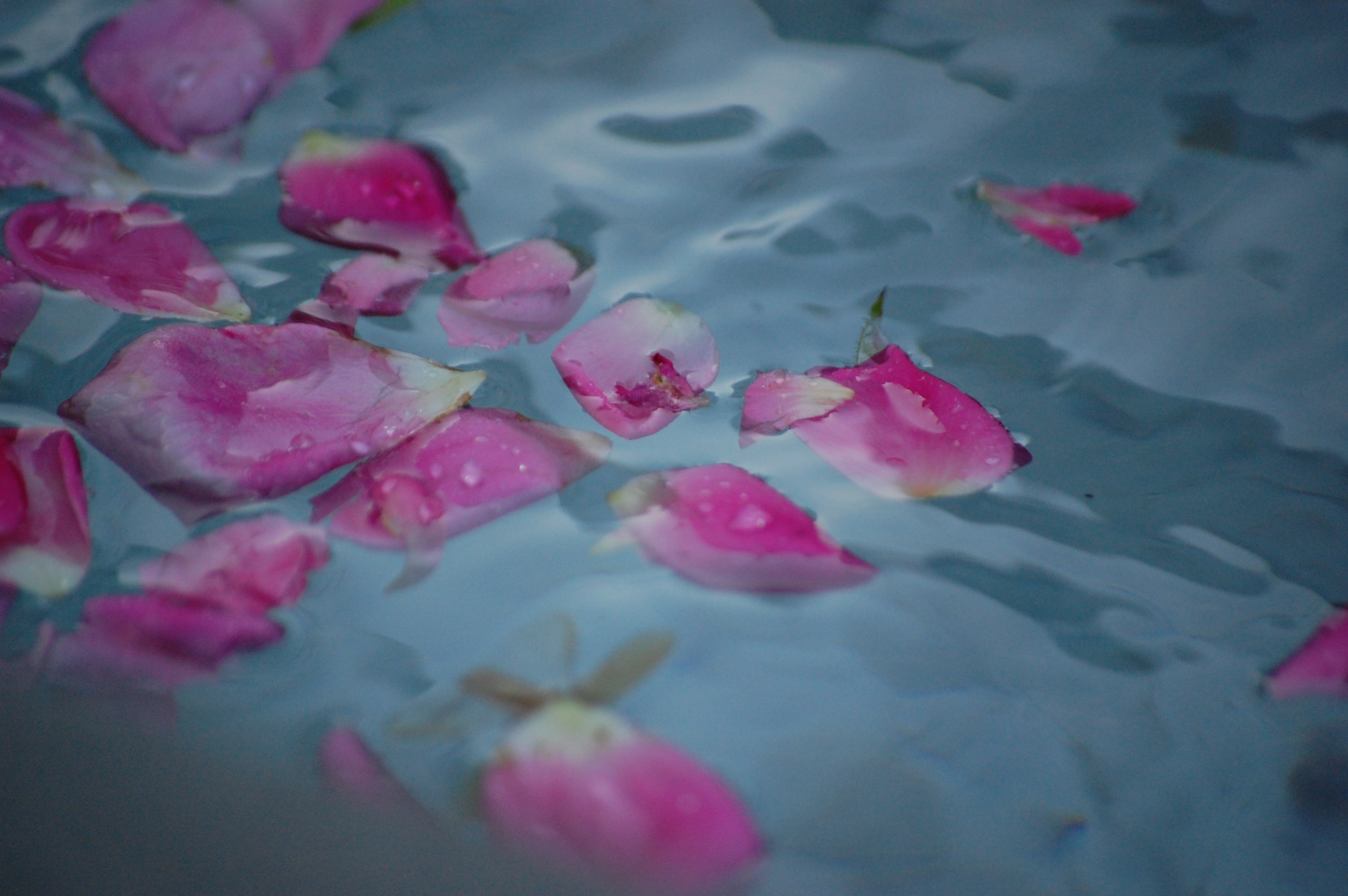 Вода розовых лепестков. Розовые лепестки в воде. Вода с розовыми лепестками отель. Rose Petals on the Floor.