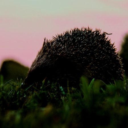 Να πλησιάσεις και να πληγωθείς ή να μείνεις μακριά κι ασφαλής;