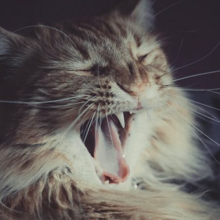 9 μύθοι και θρύλοι για τις γάτες και τη σχέση τους με τον άνθρωπο