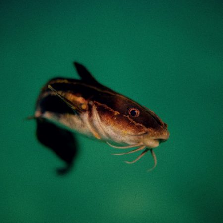 Ποια στοιχεία φανερώνουν ένα προφίλ catfish;