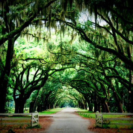 Τεστ: Βρες το δέντρο σου και δες τι δείχνει για την προσωπικότητά σου