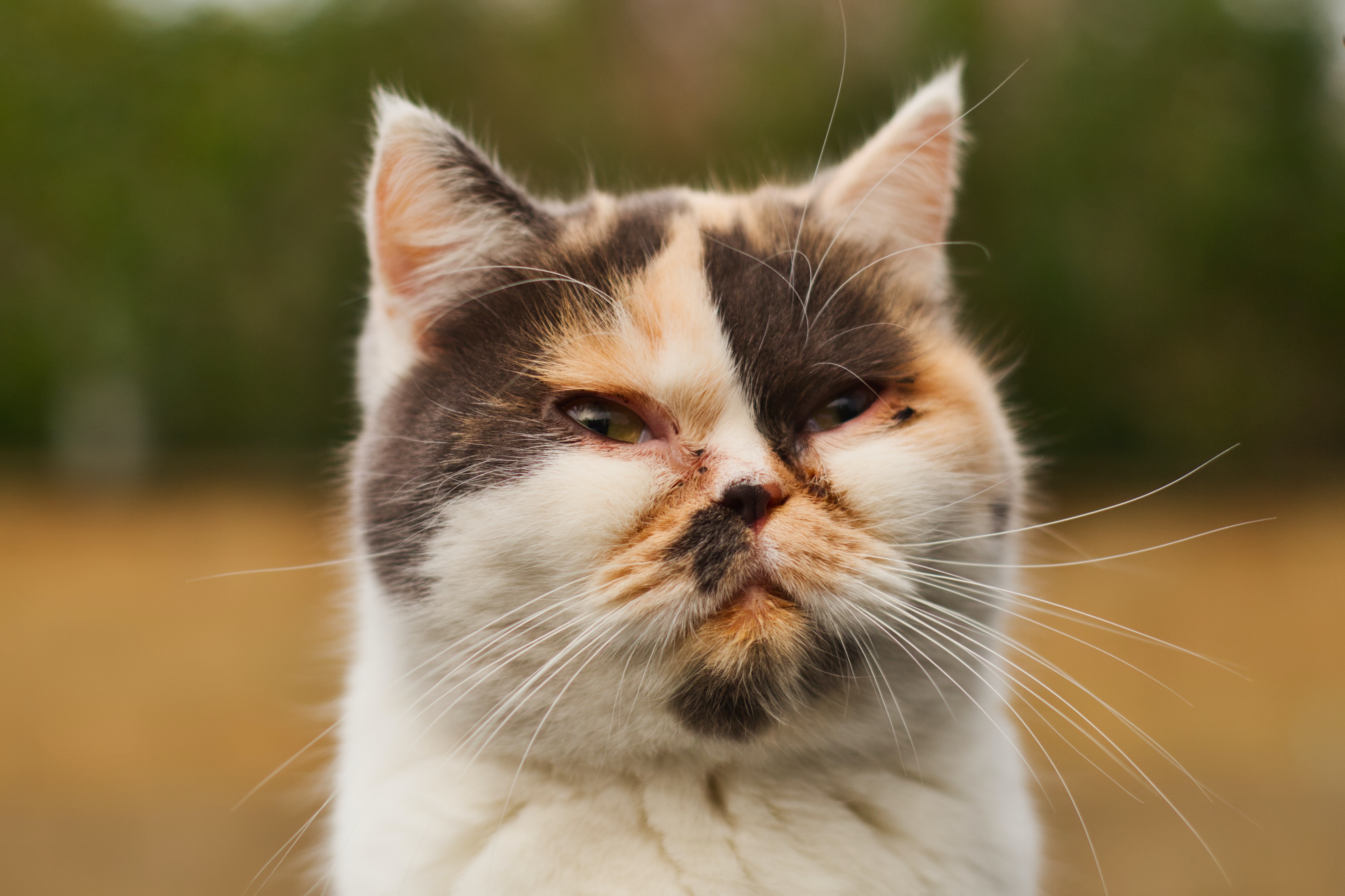 Slika Cat Όταν η οικογένειά σου ξέρει πάντα καλύτερα από σένα