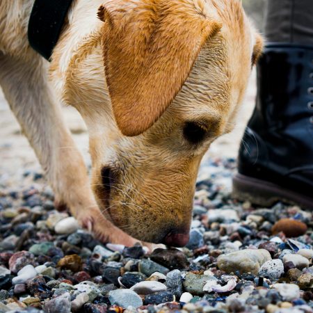 Είναι απίστευτο πόσα αντιλαμβάνονται οι σκύλοι με την όσφρησή τους