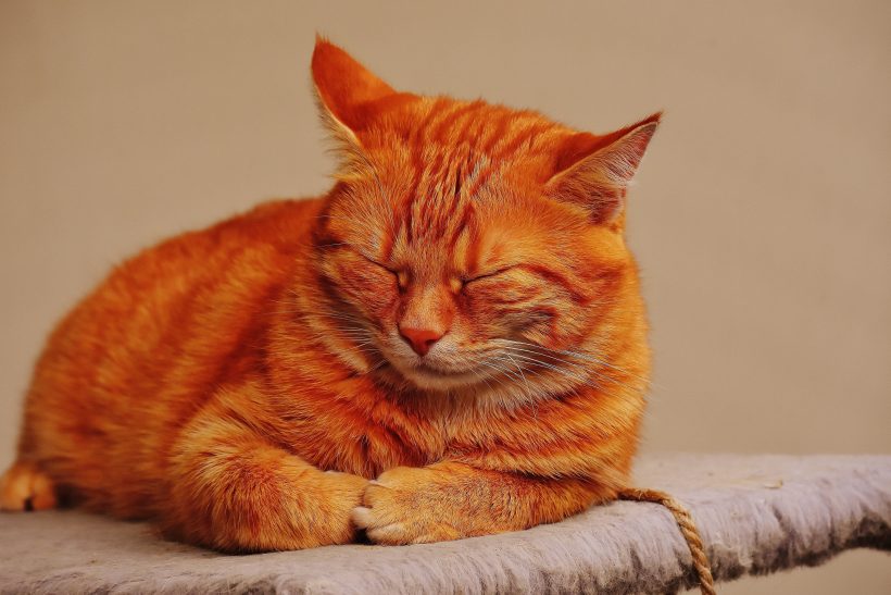 cat