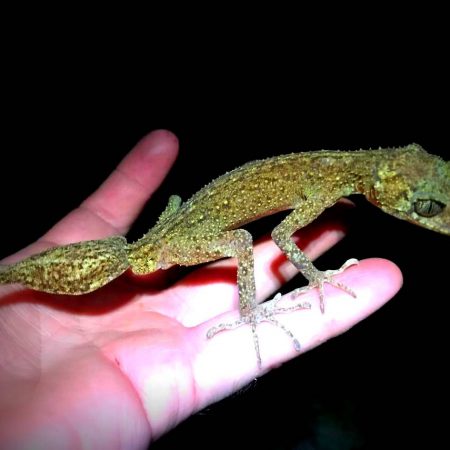 Από τους δράκους του GOT σε ένα νέο είδος γκέκο που τους μοιάζει