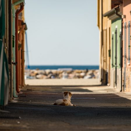 10 τρόποι να σώσεις ένα αδέσποτο