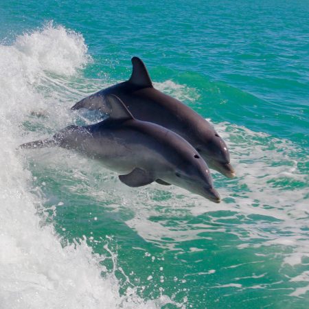 Nέα έρευνα: Τα θηλυκά δελφίνια μιλούν «μωρουδίστικα» στα μικρά τους!