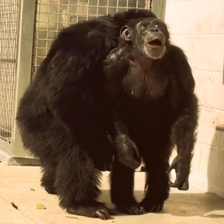 Video: Η αντίδραση ενός χιμπατζή σε αιχμαλωσία που βλέπει για πρώτη φορά ουρανό