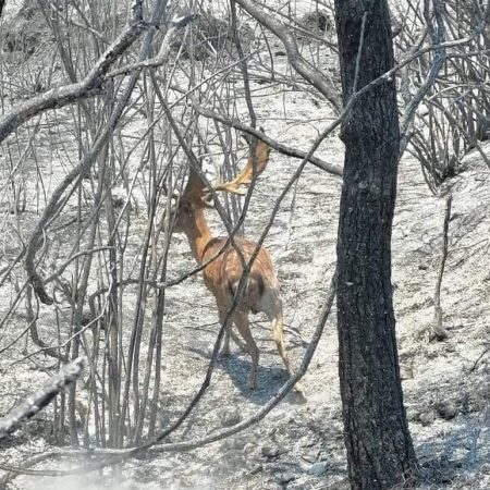 Η Λήμνος βοηθάει τη Ρόδο στέλνοντας τροφή για να ταΐσει τα ελάφια της!