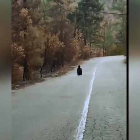 Video: Ένας μαυρόγυπας κοιτάζει σαστισμένος τα καμμένα της Δαδιάς