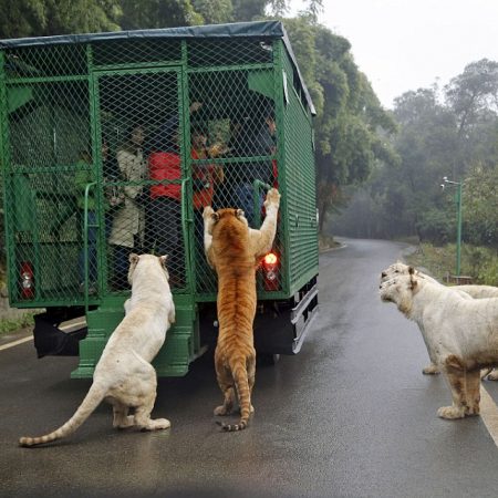 «Lehe Ledu Park»: Άνθρωποι σε κλουβιά και ζώα που κυκλοφορούν ελεύθερα