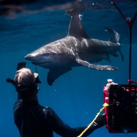 Φλόριντα: Καρχαρίες εξαρτημένοι από ουσίες που συμπεριφέρονται περίεργα