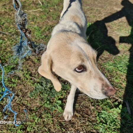 Έδεσαν σκυλίτσα σε δέντρο και την άφησαν να πεθaνει απ' την πείνα
