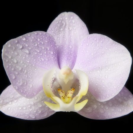 «Ανθισμένη ορχιδέα»: Η στάση που κάνει κάθε γυναίκα να τελειώνει