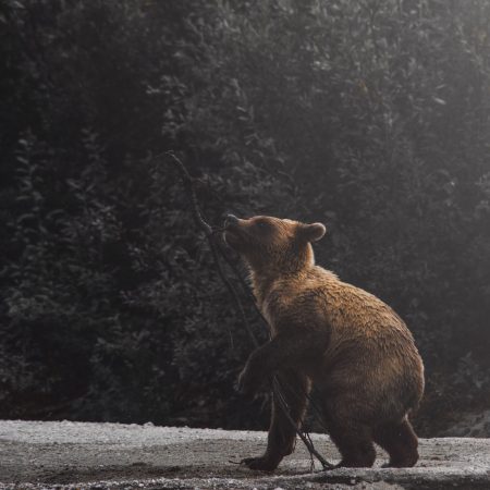 «Kαλόκαρδοι» συμπολίτες μας σκότwσαν μαμά αρκούδα με τ' αρκουδάκια της