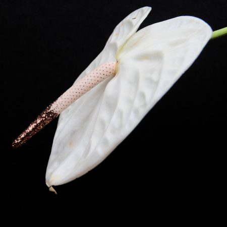 Όταν δεν ήξερες ότι ο βeλονισμός μπορεί να σου λύσει τα προβλήματα στο σ3ξ