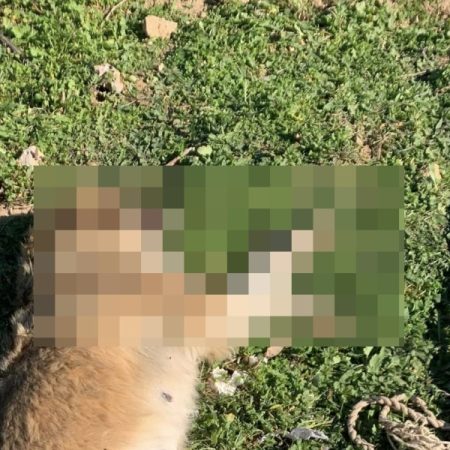 Η φριχτή κακοποίηση αδέσποτου στα Μέγαρα δείχνει πόσο «άνθρωποι» είμαστε