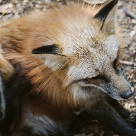 Κτήνος σταύρωσε αλεπού πάνω σε δέντρο στην Κεφαλονιά