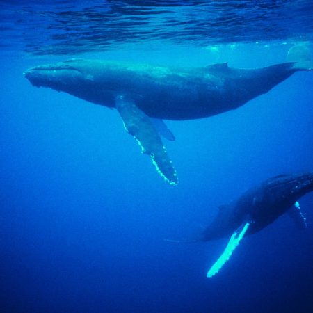 Φωτογράφος κατέγραψε δυο αρσενικές φάλαινες να κάνουν -απολύτως φυσικό- σ3ξ