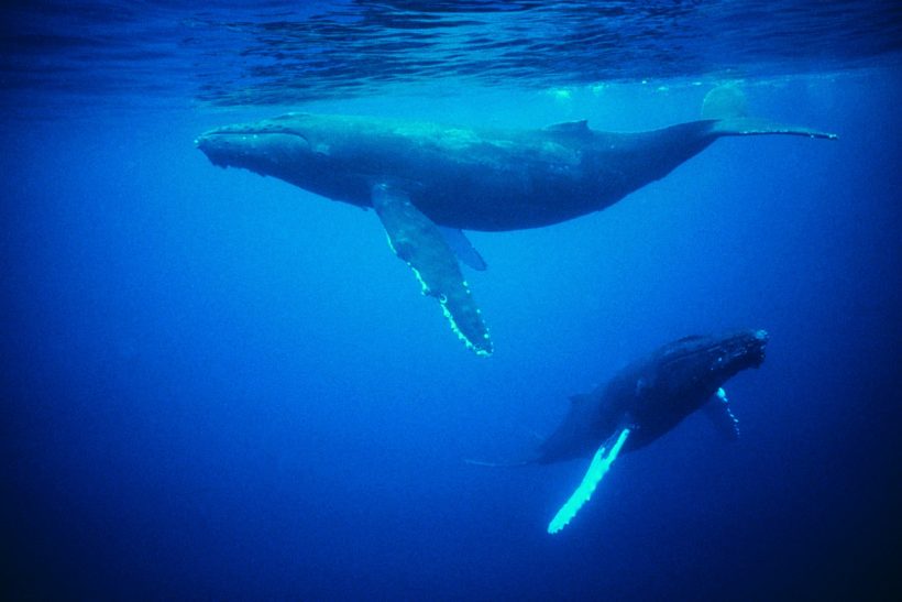 Φωτογράφος κατέγραψε δυο αρσενικές φάλαινες να κάνουν -απολύτως φυσικό- σ3ξ
