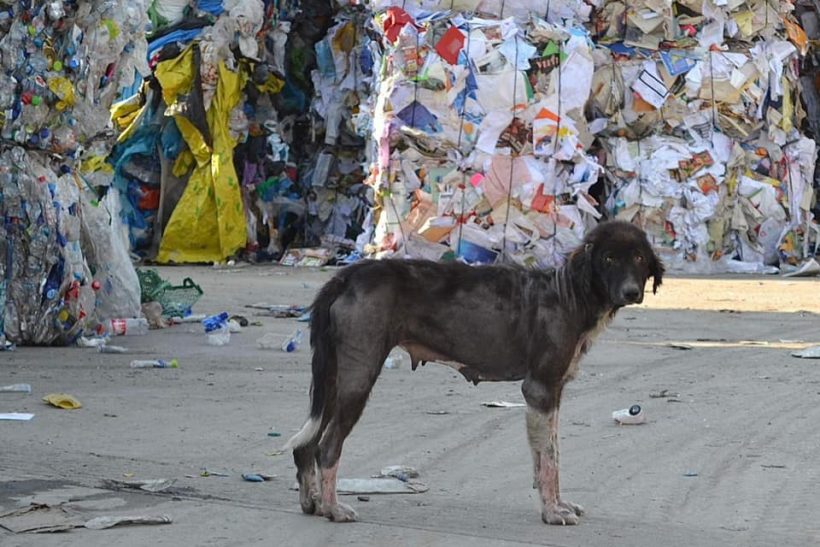 500 σκυλιά ζουν άθλια στη χωματερή της Ξάνθης και κανείς δε νοιάζεται