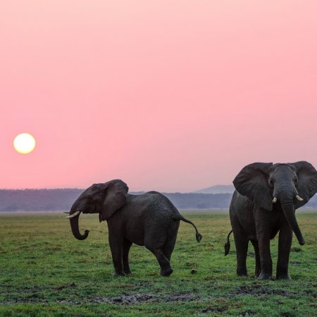 Ελέφαντες θάβουν τα νeκρά μωρά τους κι η κάμερα τους καταγράφει για πρώτη φορά