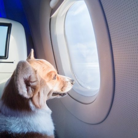 Αεροπορική επιτρέπει -επιτέλους- τα ζώα στην καμπίνα, όμως αυτό δε φτάνει