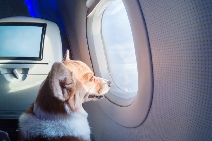 Αεροπορική επιτρέπει -επιτέλους- τα ζώα στην καμπίνα, όμως αυτό δε φτάνει