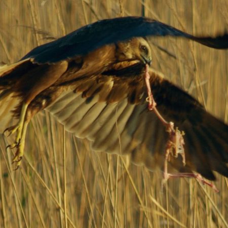 47 ζώα άγριας πανίδας βρέθηκαν δηλητhριασμένα στον Έβρο
