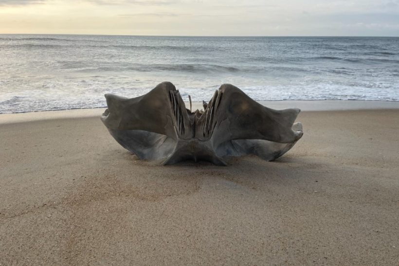 Ένα τόσο δα κρανίο από πλάσμα 40 τόνων ξεβράστηκε σε παραλία στις ΗΠΑ