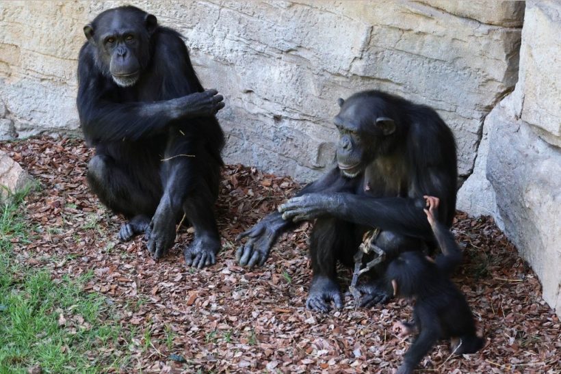 Χιμπατζίνα κουβαλά θρηνώντας το μωρό της 3 μήνες μετά τον θάνaτό του