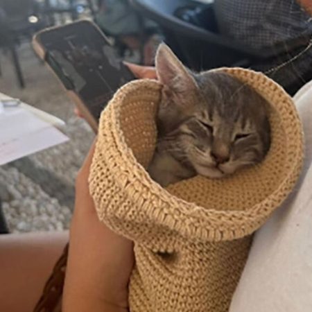 Σπέτσες: Αμερικανίδα τουρίστρια πέφτει στη θάλασσα να σώσει γατάκι ενώ όλοι απλά κοιτάνε