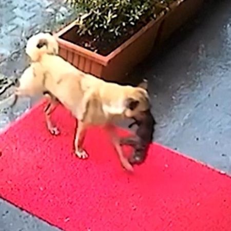 Μαμά-σκυλίτσα πήγε μόνη της το κουτάβι της στο κτηνιατρείο για να το βοηθήσουν