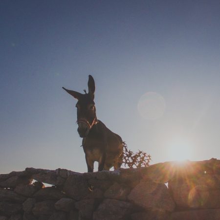 Είναι κι εκείνοι που αποφάσισαν να μείνουν πίσω για τα γαϊδουράκια της Σαντορίνης