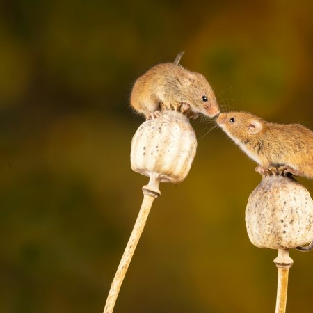 Βίντεο δείχνει ποντικάκια να δίνουν πρώτες βοήθειες στα ταίρια τους!