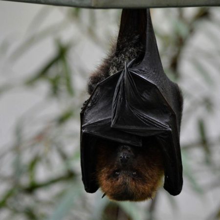 HKU5-CoV-2: Νέος κοροναϊός της νυχτερίδας προκαλεί ανησυχία για πανδημία