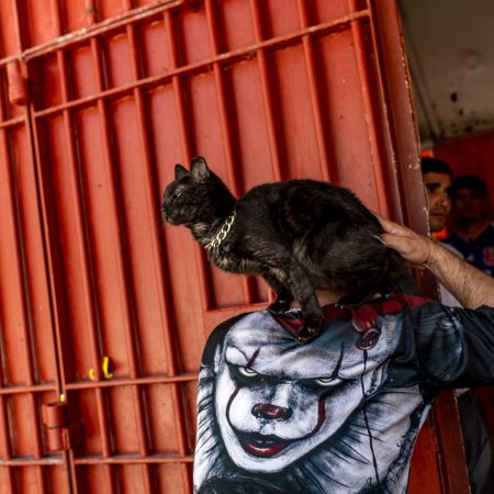 Στη Χιλή υπάρχει φυλακή όπου οι κρατούμενοι φροντίζουν πάνω από 100 γάτες