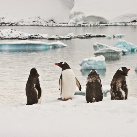Ο κύριος Τραμπ χρεώνει και τους πιγκουίνους, μετά τους δασμούς σε όλον τον πλανήτη