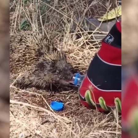 Πυροσβέστης δίνει νερό σε πυρόπληκτο σκατζοχοιράκι και μας θυμίζει κάτι ανθρώπινο