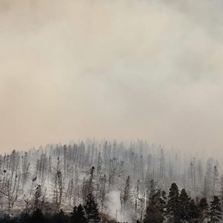 Δυστυχώς το δάσος του Φενεού δεν υπάρχει πια