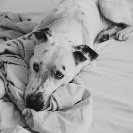 Pet burn out: Μπορεί να κουραστεί από σένα ο σκύλος σου;