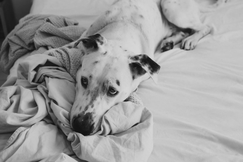 Pet burn out: Μπορεί να κουραστεί από σένα ο σκύλος σου;