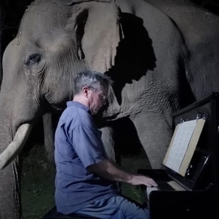 Sonata για έναν γηραιό ελέφαντα: Το πιο συγκινητικό βίντεο πιάνο που θα δεις